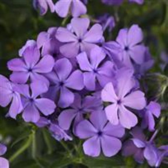 Candy Cloud Blue Phlox Perennial - Creeping Phlox - 2.5" Pot