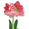 thumbnail image 1 of Candy Floss® Symphony Amaryllis, 1 of 2