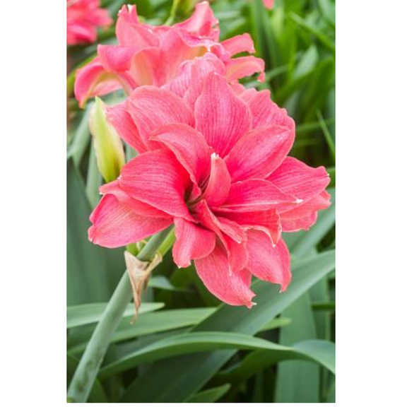 Candy Nymph Giant Dutch Double Amaryllis Bulb - 32/34 cm Bulb