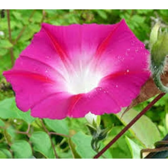 Candy Pink Morning Glory 200 Seeds Beautiful Season Long Blooms