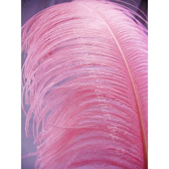 Candy Pink Premium Ostrich Wing Feather Plume 18-24 inch per Each