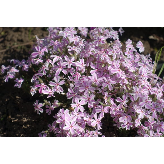 Candy Stripe Creeping Phlox Perennial - Gallon Pot