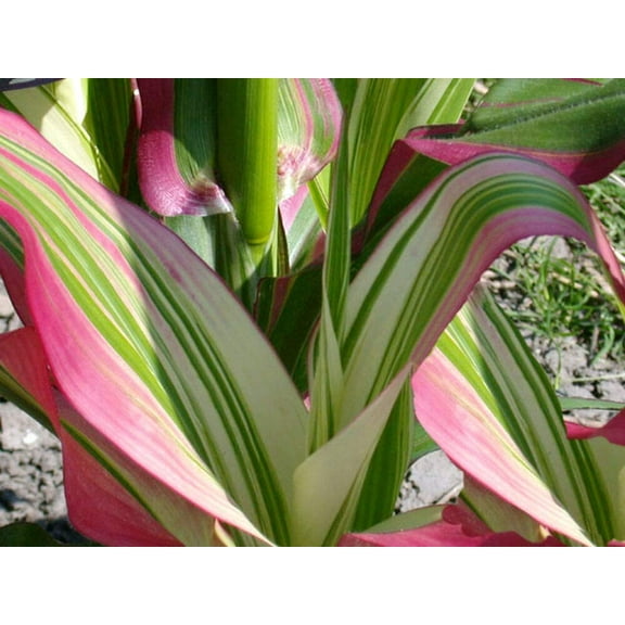 Candy Striped Corn Seeds for Planting (10 Rare Seeds) - Corn with Rainbow Colors