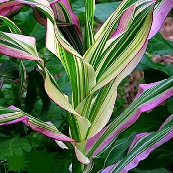 Candy Striped Corn Seeds for Planting (Pack of 20 Seeds) - Non-GMO - The Worlds Most Unique Corn Plant - 85 Days