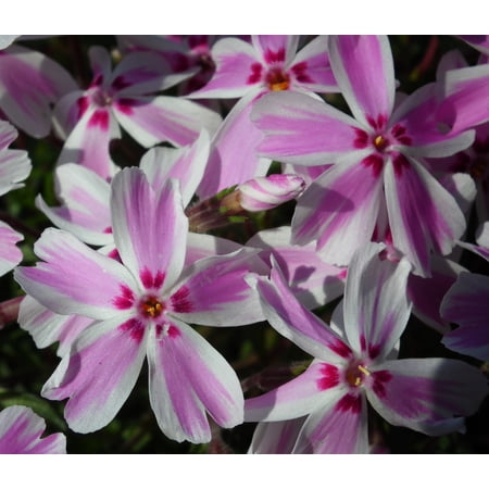 Candy Stripes Creeping Phlox Perennial - Quart Pot - Live Plant