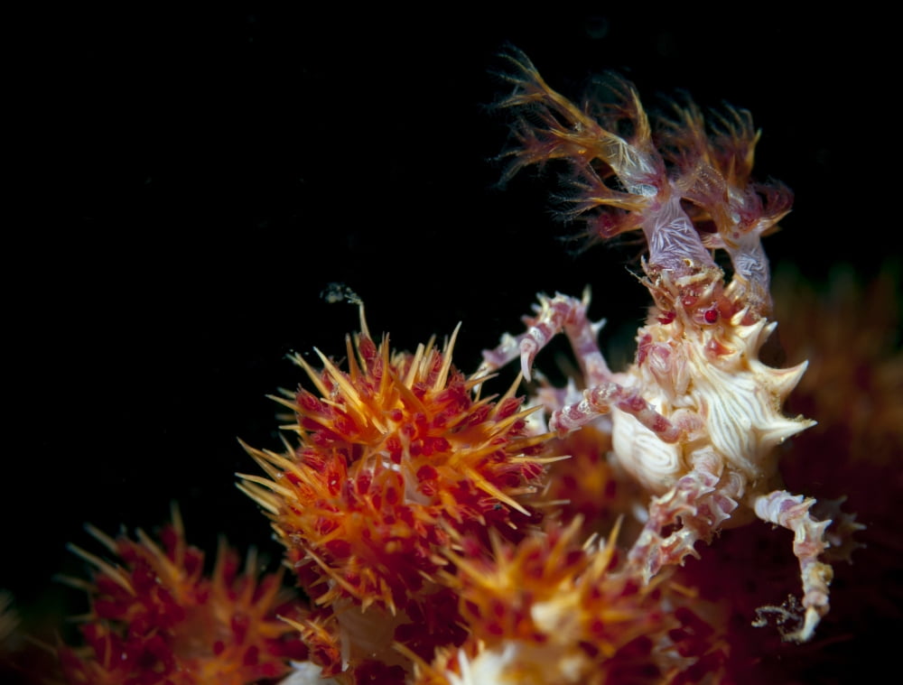 Candy crab on red orange soft coral Sulawesi Indonesia Canvas Art - Steve JonesStocktrek Images (16 x 13)