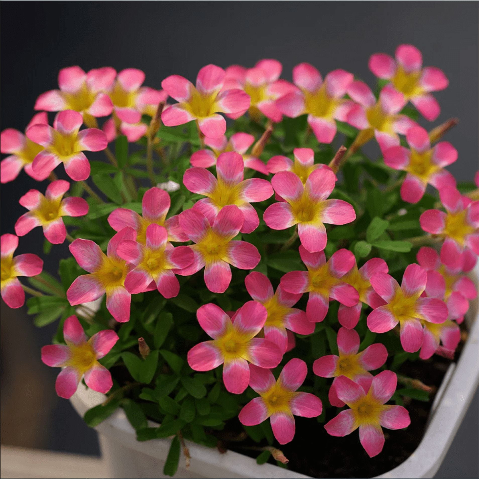 9greenbox Plants