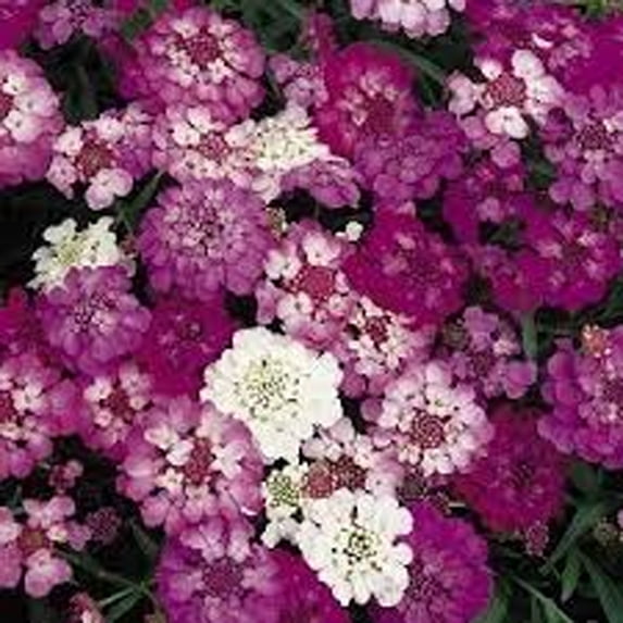 Candytuft, Dwarf Fairy Mix Seeds, 100 Seed,Beautiful Pink, Lavender, White Flowers