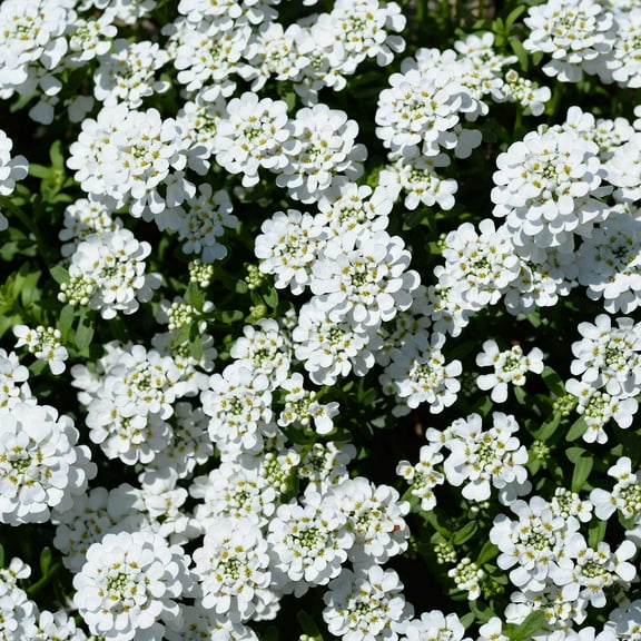 Candytuft Iberis Flower Garden Seeds - Dwarf Fairy Mixture - 1 g Packet ~400 Seeds - Annual Flower Gardening Seeds - Iberis umbellata