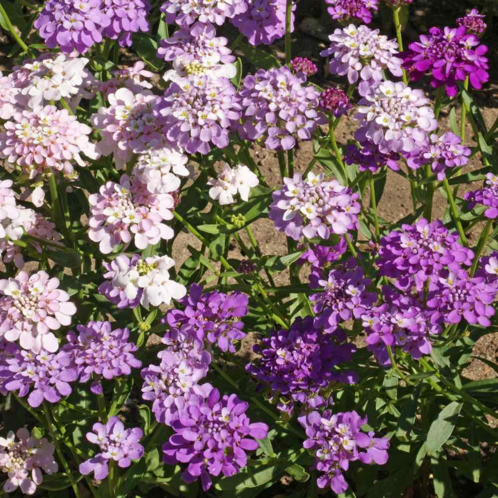 Candytuft Seeds - Iberis Umbellata Wild Flower Seed - 5 LBS