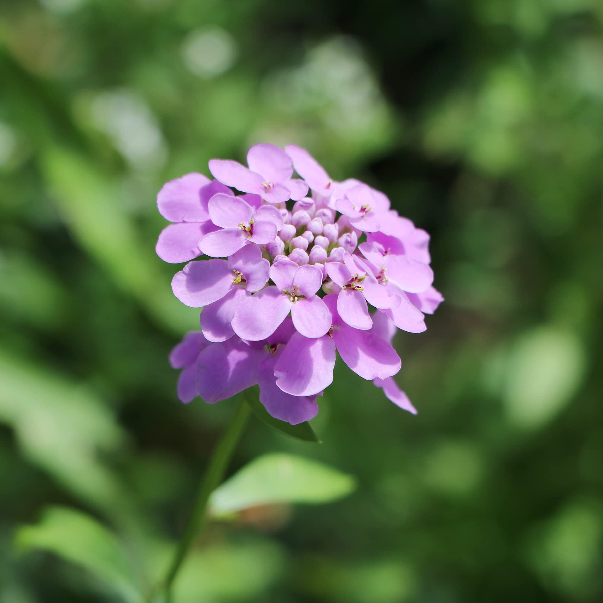 Stunning Candytuft Seeds Design for Mobile Stunning Candytuft Seeds Design for Mobile