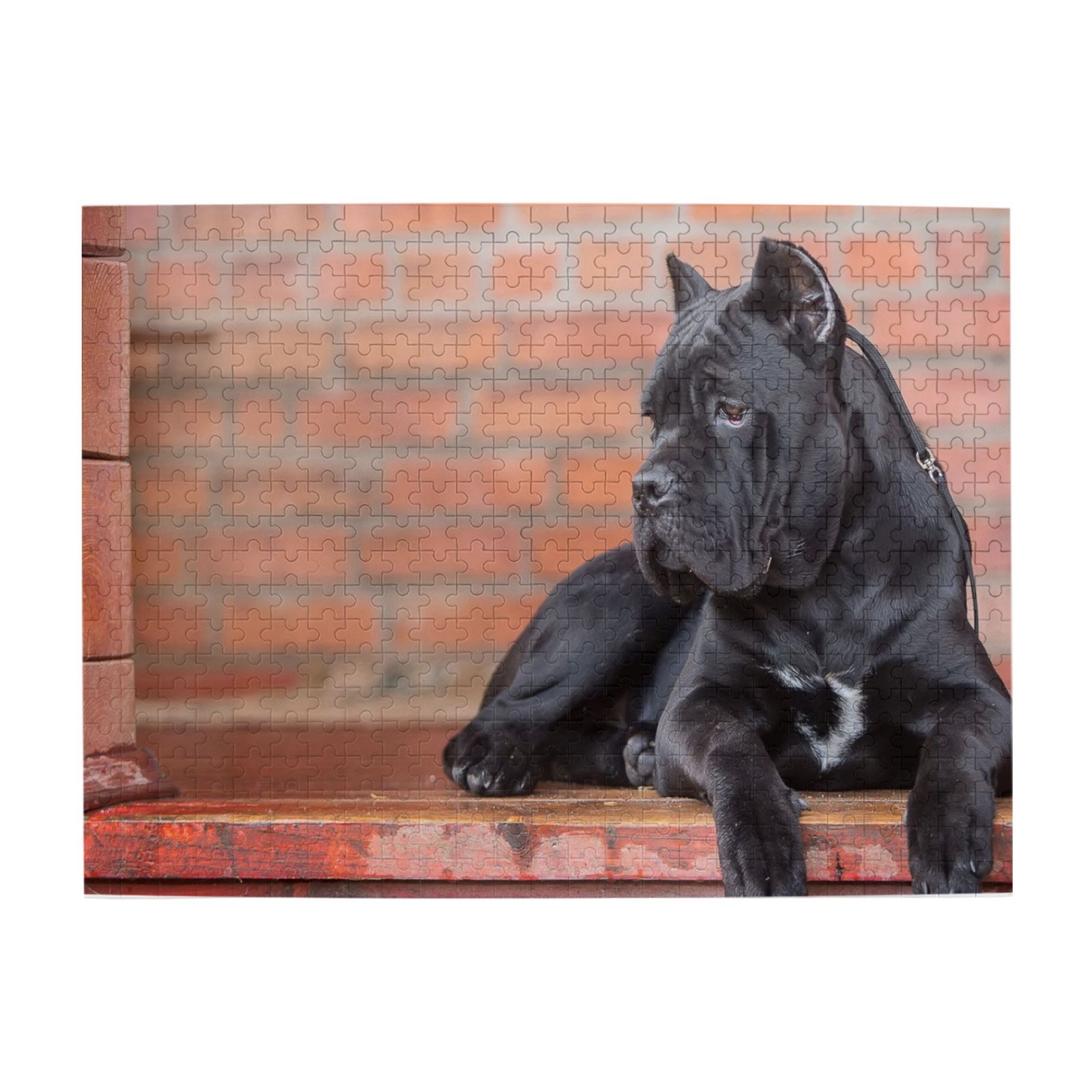 Cane Corso Puzzle 1000 Teile – Kunstpuzzle Für Erwachsene, 75x50 Cm, Inkl. Poster