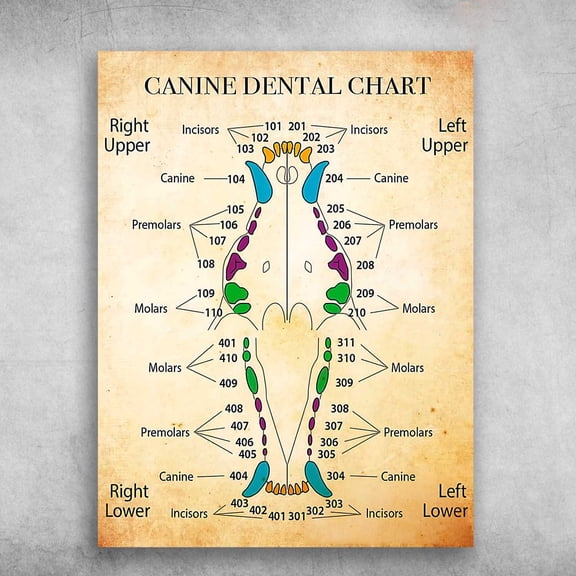 Canine Dental Chart, Right Upper, Left Upper, Right Lower, Left Lower 11 x 17 Inch Poster