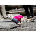 thumbnail image 1 of Canine Friendly Solis UV Sun Protection Coverup Dog Shirt Raspberry/Charcoal Medium 20-30lbs, 1 of 4