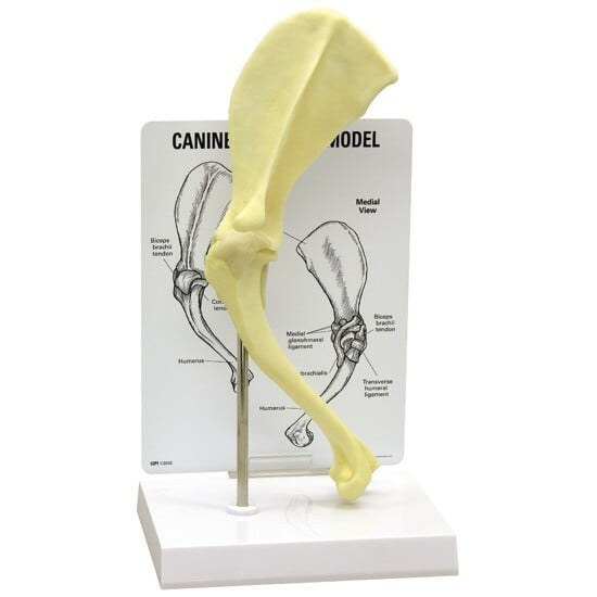 Canine Shoulder Anatomical Model GPI LFA #9075 See Video Make Us an Offer!