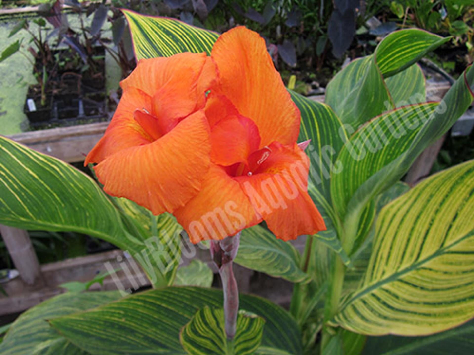 Canna 'Bengal Tiger'&ndash;Tropical Foliage and Flowers 6" Pot - Walmart.com