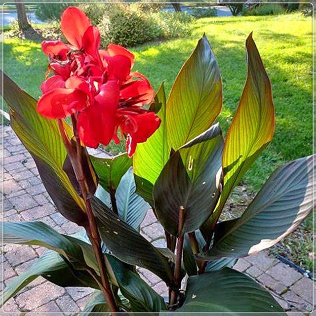 Canna Bulbs, Brightly Colored Flowers, Rhizomes,Canna Rhizomes