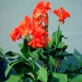 Canna Bulbs, Brightly Colored Flowers, Rhizomes, Perennials,Canna Lily