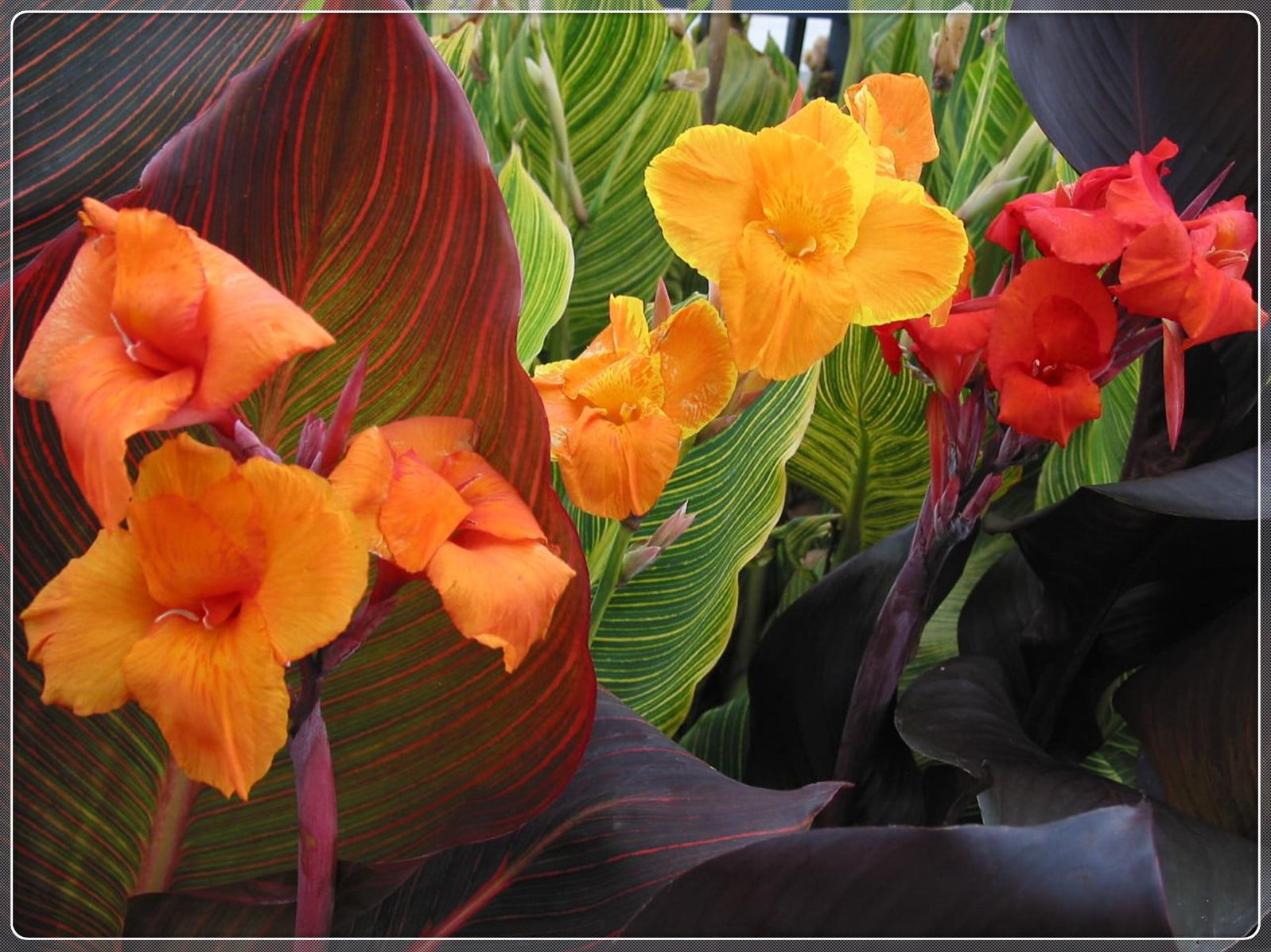 Canna Bulbs, Brightly Colored, Rhizomes, Garden,Canna Lily Bulbs