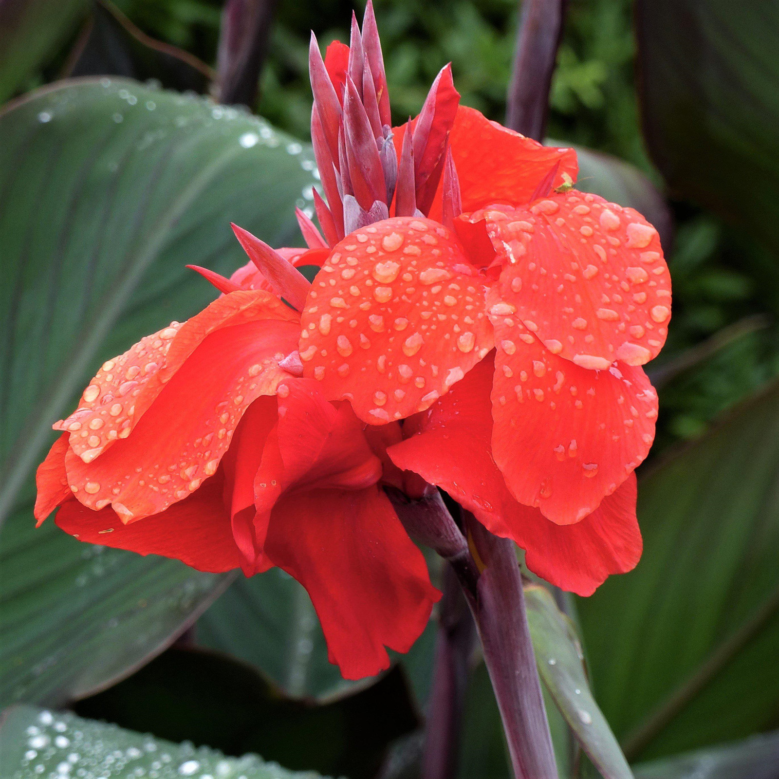Canna Bulbs, Easy For Gardeners To Plant, Canna Lily Bulbs. Herbaceous