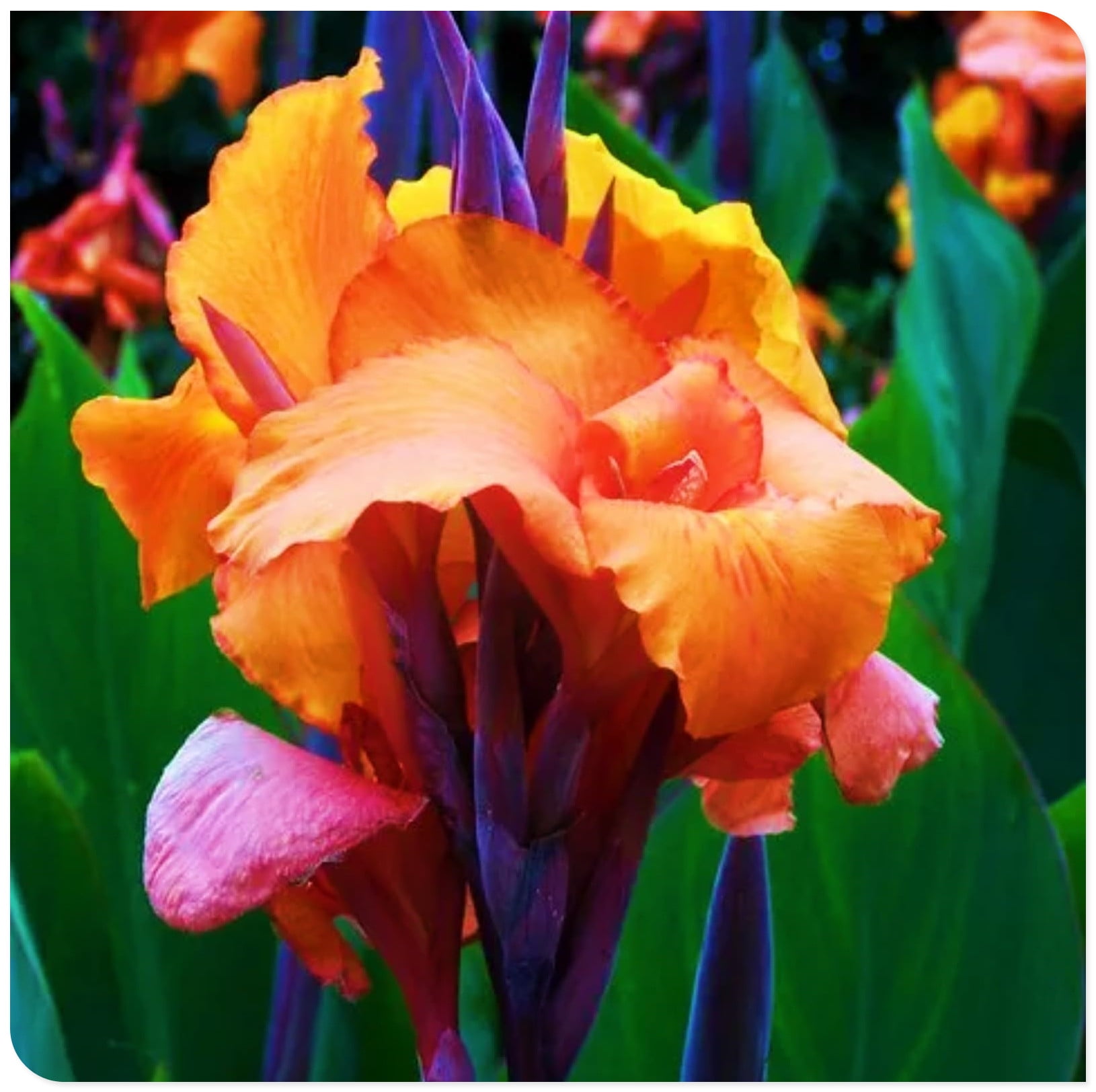 Canna Bulbs For Planting Iridescent Canna Tubers Giant Canna Rhizomes