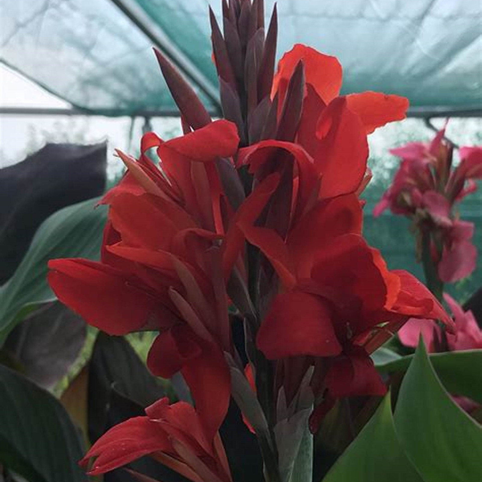 Canna Bulbs, Grows Vigorously, Easy For Gardeners To Plant, Canna Lily
