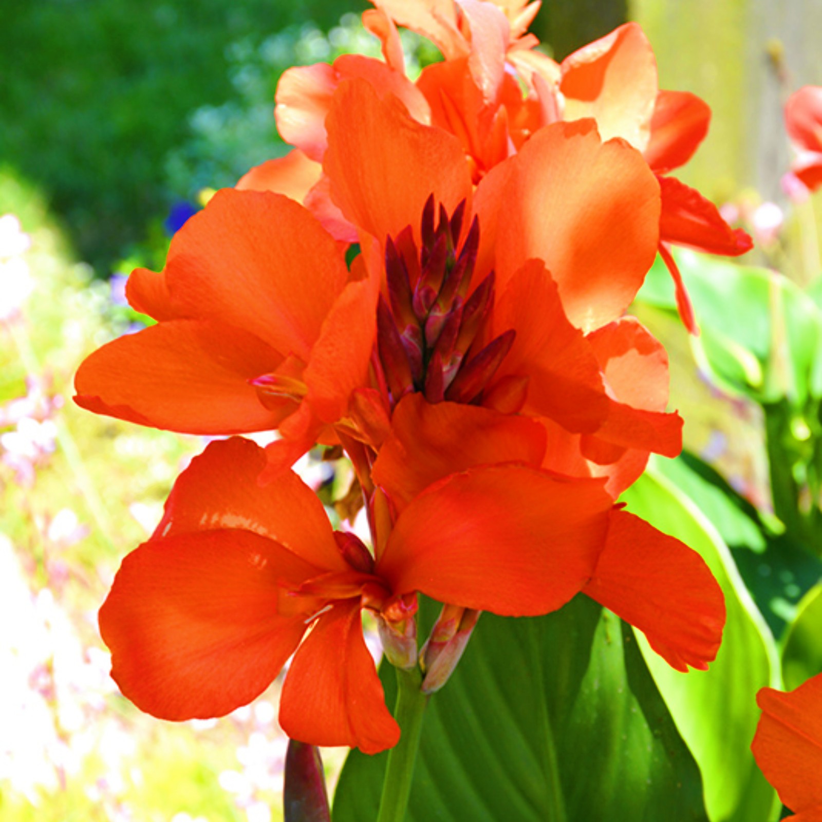 Canna Bulbs Canna Lily Flowering Canna Bulbs For Planting Tiger Canna