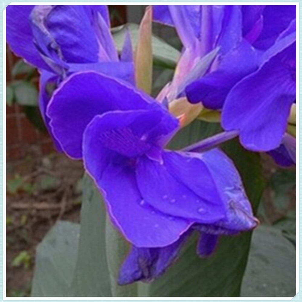 Canna Bulbs Perennial /Canna tubers/Canna Lily Bulbs For Planting/Long Flowering Time/ Period