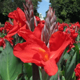 Canna Canna lily bulbs Outdoor patio decoration Perennial rhizome Canna