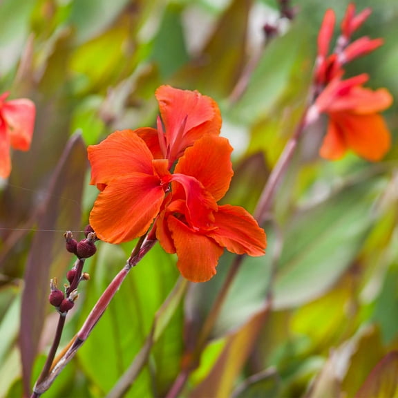 Canna Flower Seeds - Tropical Series: Bronze Scarlet - 25 Seeds - Annual Flower Garden Seeds - Canna x generalis