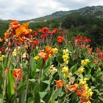 Canna Flower Seeds - Tropical Series: Mix - 25 Seeds - Annual Flower Garden Seeds - Canna x generalis