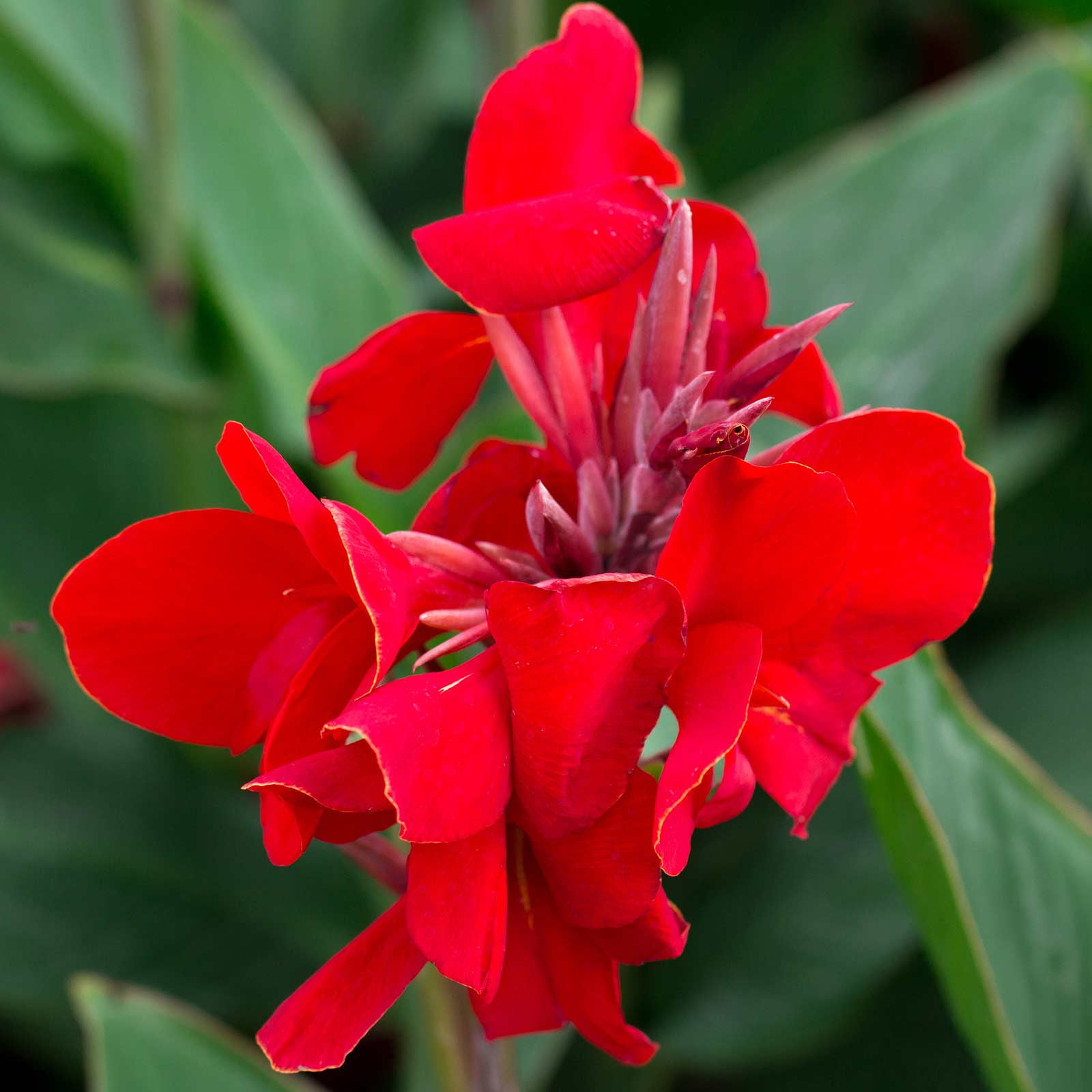 Canna Flower Seeds - Tropical Series: Red - 100 Seeds - Annual Flower Garden Seeds - Canna x generalis