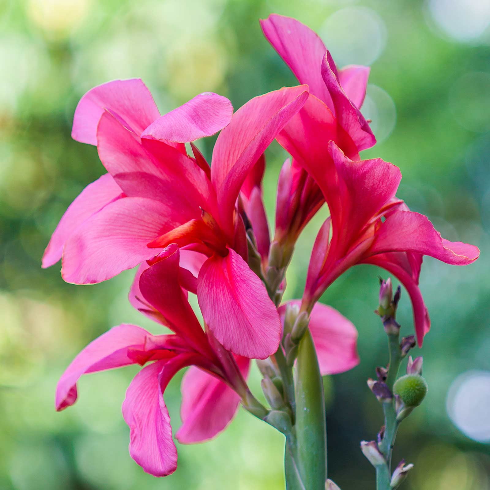 Canna Flower Seeds - Tropical Series: Rose - 100 Seeds - Annual Flower Garden Seeds - Canna x generalis