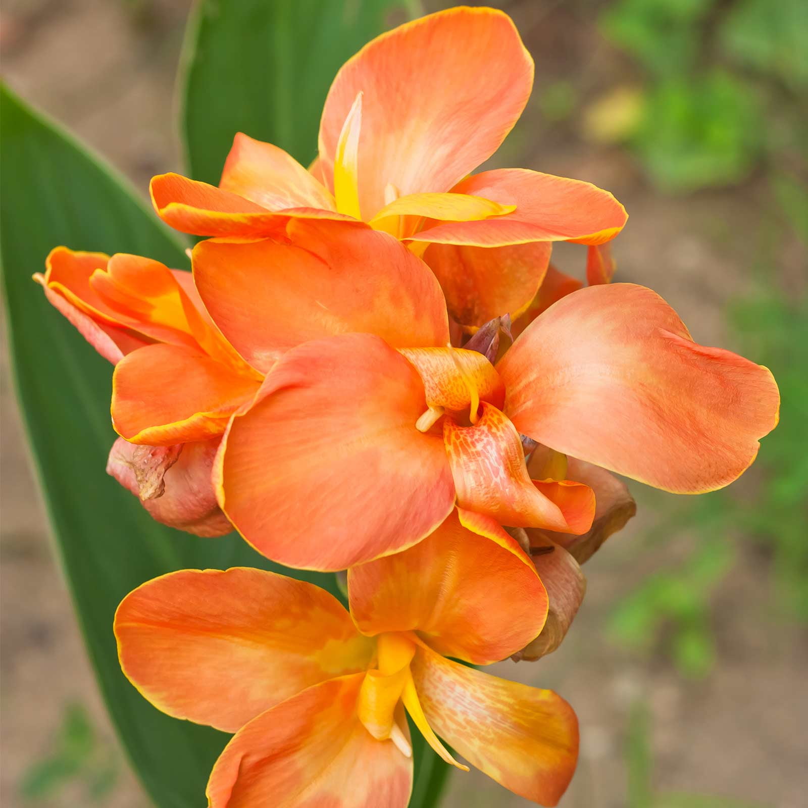 Canna Flower Seeds - Tropical Series: Salmon - 25 Seeds - Annual Flower Garden Seeds - Canna x generalis