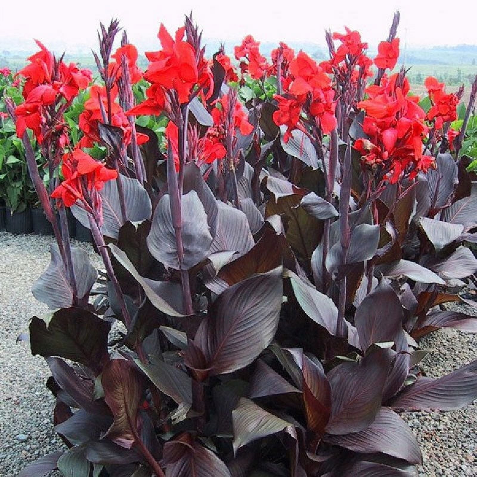 Red 2024 canna lily