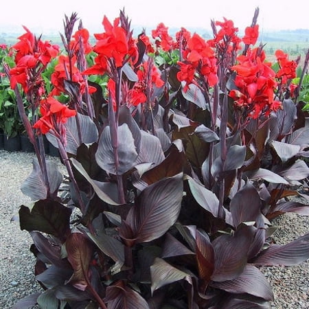 Canna Lily Bulbs - Australia - 4 Bulbs - Red Flower Bulbs, Bulb Attracts Bees, Attracts Butterflies, Attracts Hummingbirds, Attracts Pollinators, Easy to Grow & Maintain, Fast Growing, Fragrant