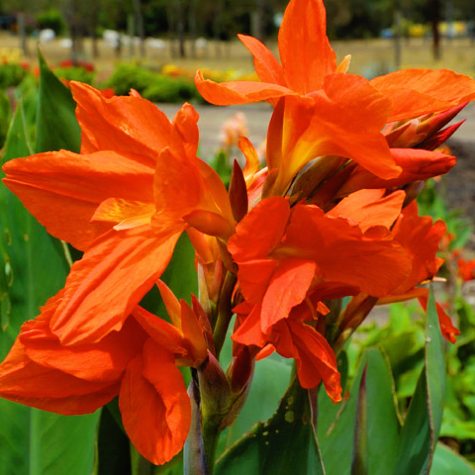 Canna Lily Bulbs Canna Bulbs Bulk Canna Bulbs For Planting Canna Tuber