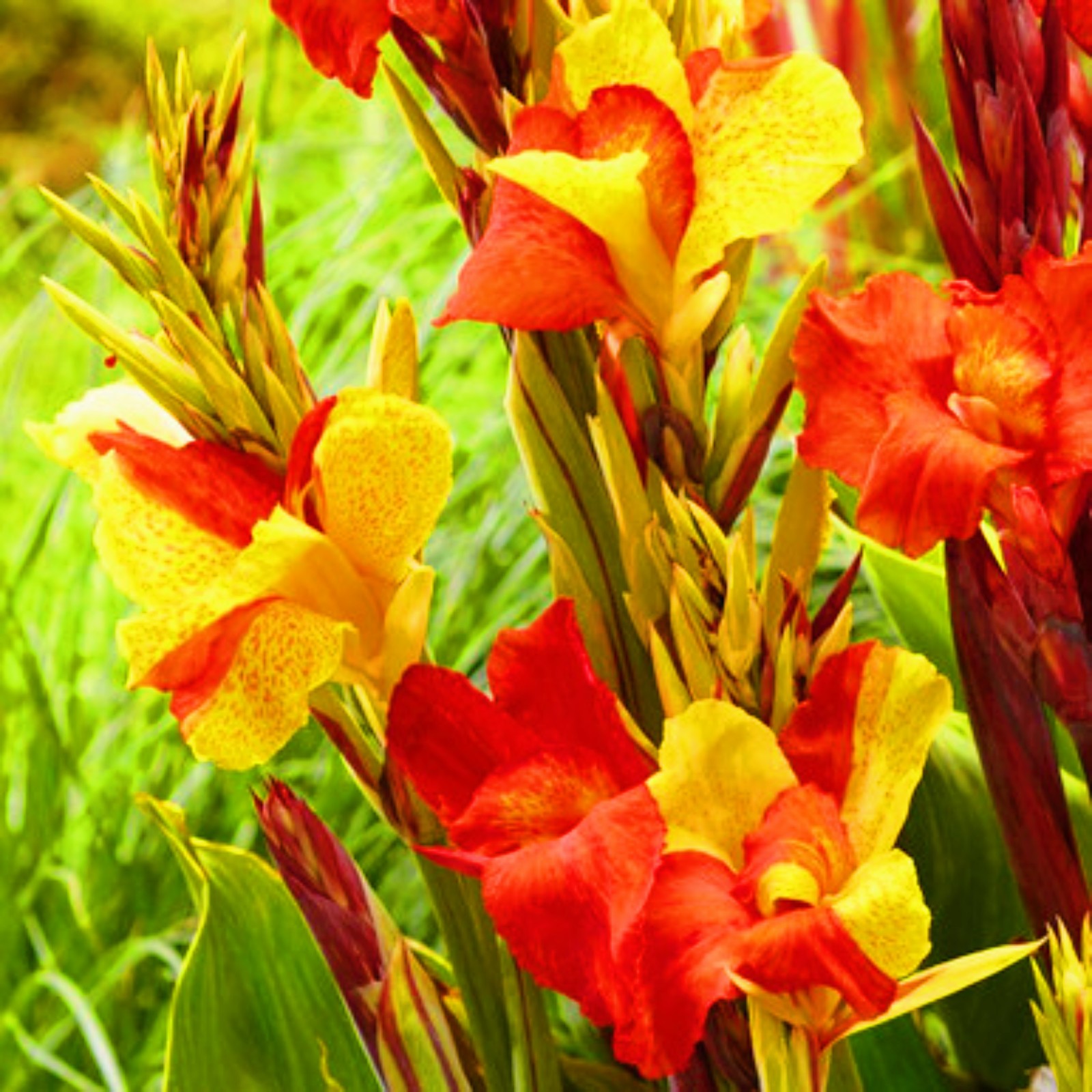 Canna Lily Bulbs Canna Bulbs Bulk Canna Bulbs For Planting Canna Tuber