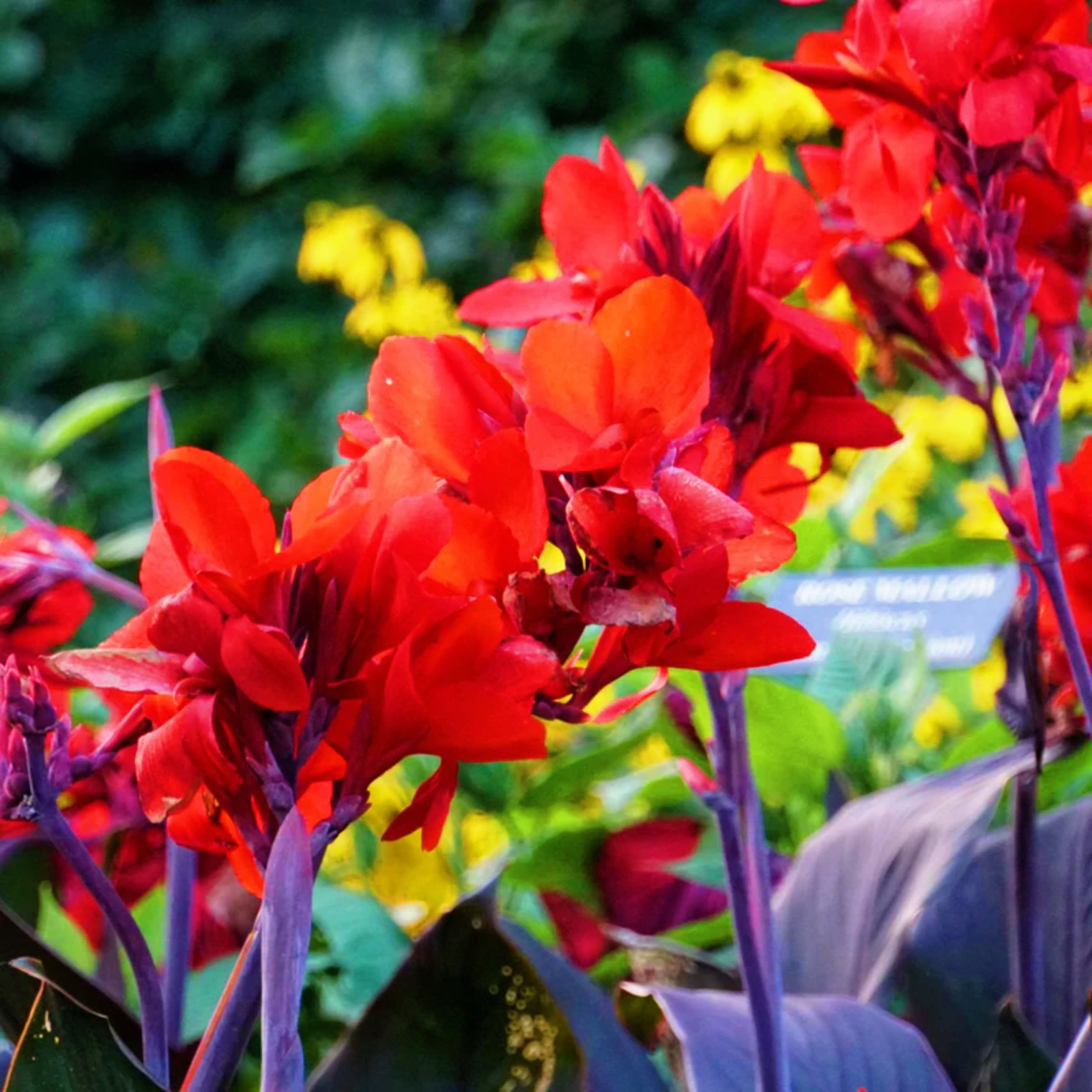 Canna Lily Bulbs Canna Bulbs Bulk Canna Bulbs For Planting Canna Tuber