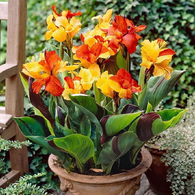 Canna Lily Bulbs Cleopatra 2 Bulbs, Red/Yellow, Attracts