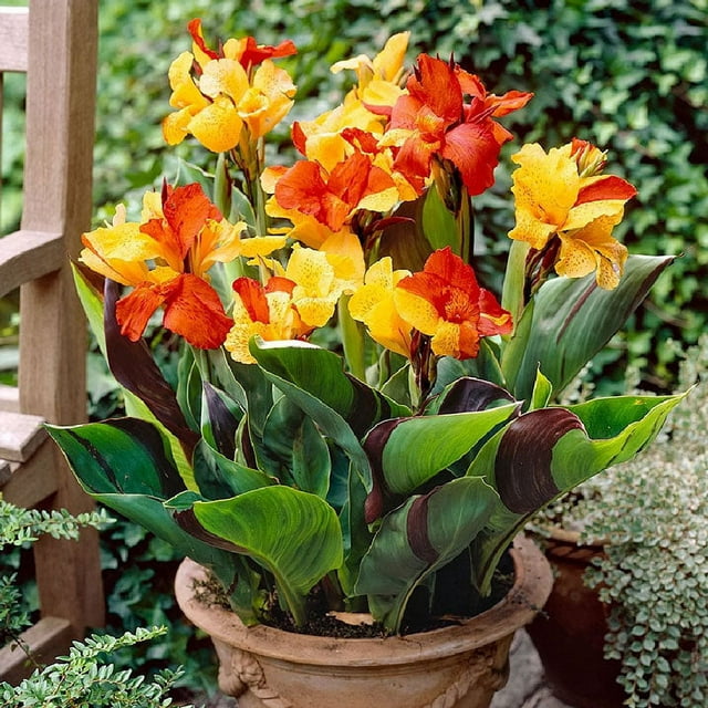 Canna Lily Bulbs - Cleopatra - 4 Bulbs - Red/Yellow Flower Bulbs,  Bulb  Attracts Bees, Attracts Butterflies, Attracts Hummingbirds, Attracts Pollinators, Easy to Grow & Maintain, Fast Growing