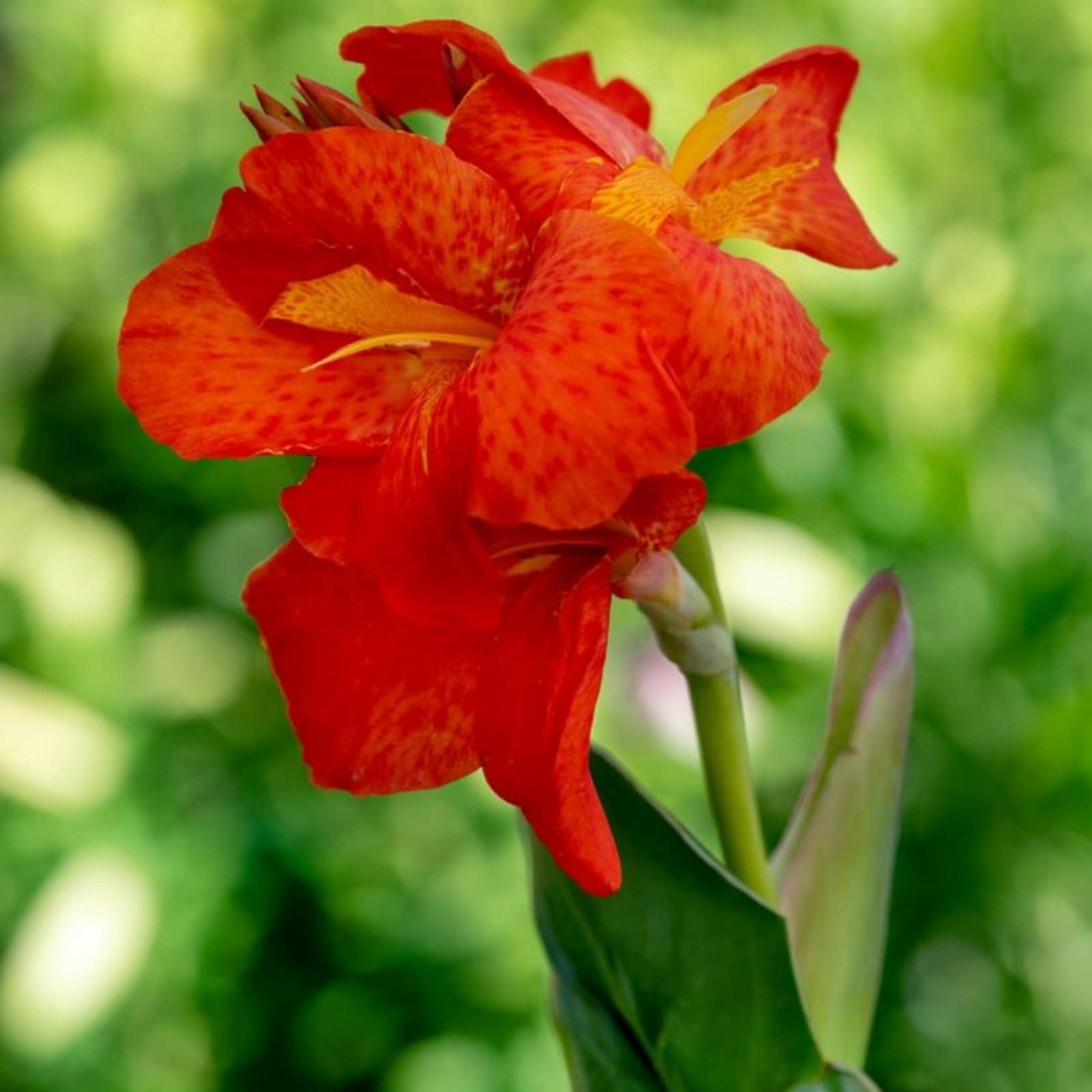 Canna Lily Bulbs For Planting Outdoors,Canna Tubers,Canna Bulbs Giant ...