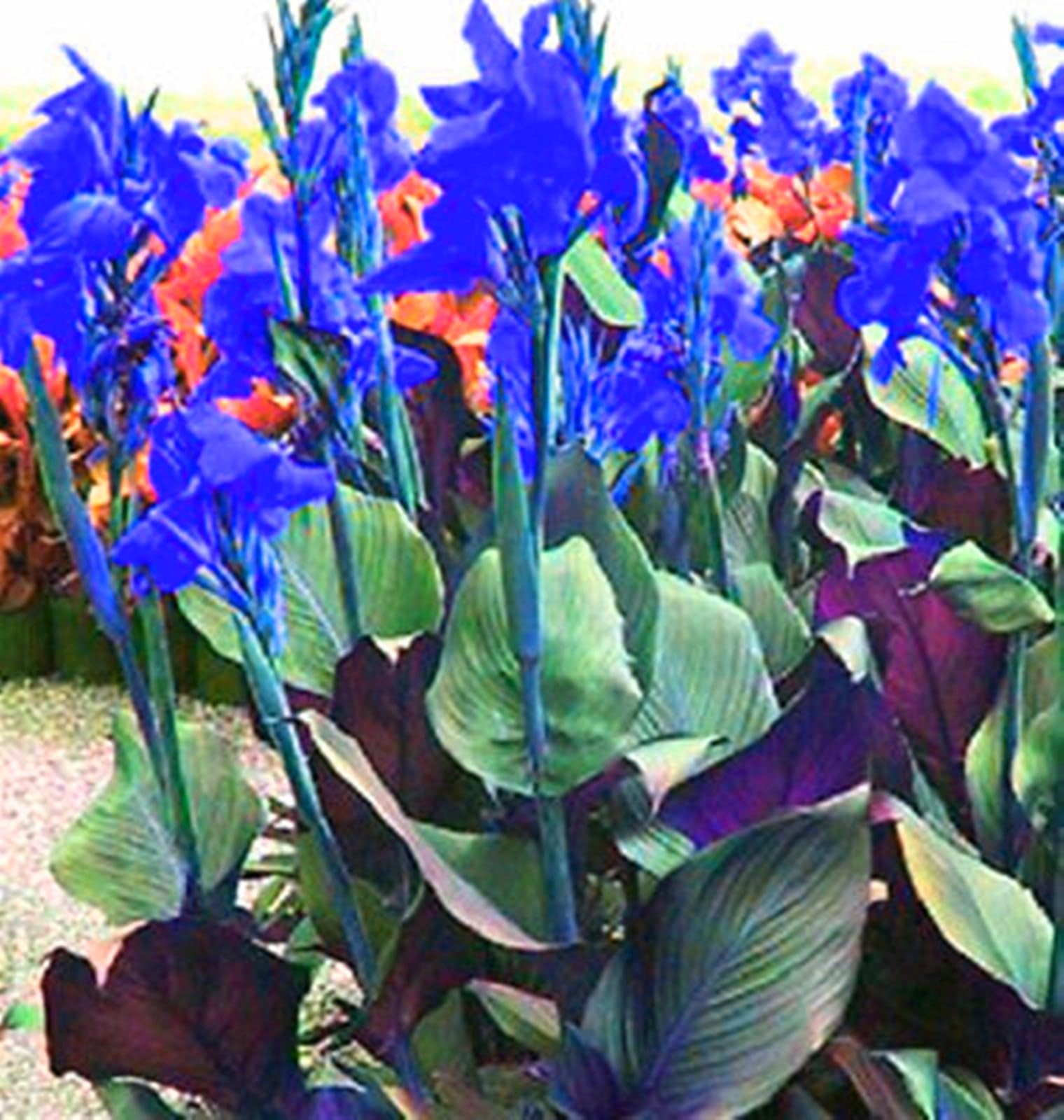 Canna Lily Bulbs For Planting Outdoors,Canna Tubers,Canna Bulbs Giant ...