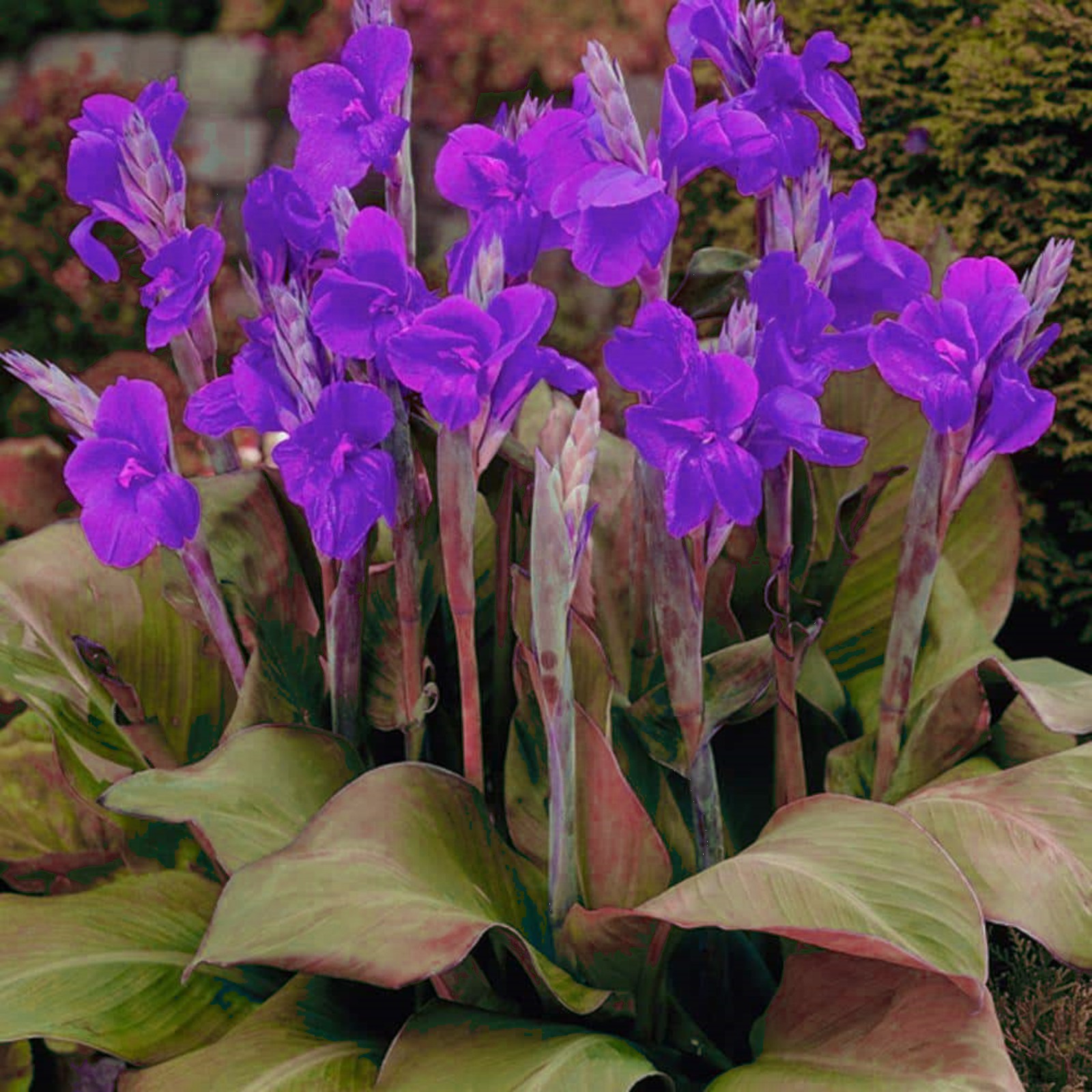 Canna Lily Bulbs for Planting Outdoors Canna Rhizomes Garden Plant