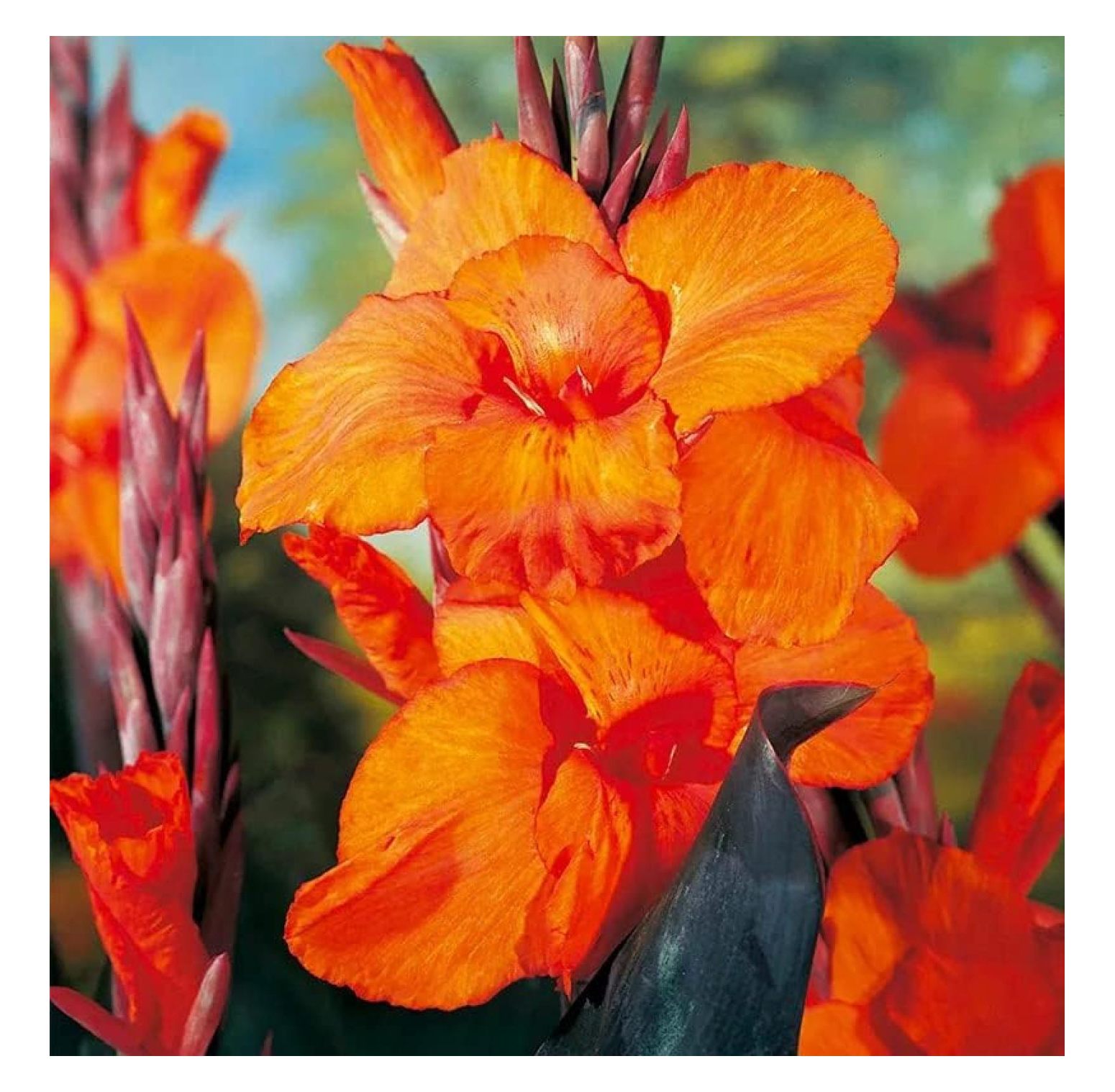 Canna Lily Bulbs for Planting Perennial Lily, Long Lasting Orange