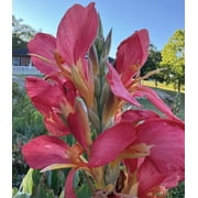 Sunshine Valley Garden Canna Lily 5 Count Plant Seeds