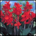 thumbnail image 1 of Canna, Low Maintenance - Easy Grow - Ideal for Beds Borders, Plant Pots & Planters, 1 of 2