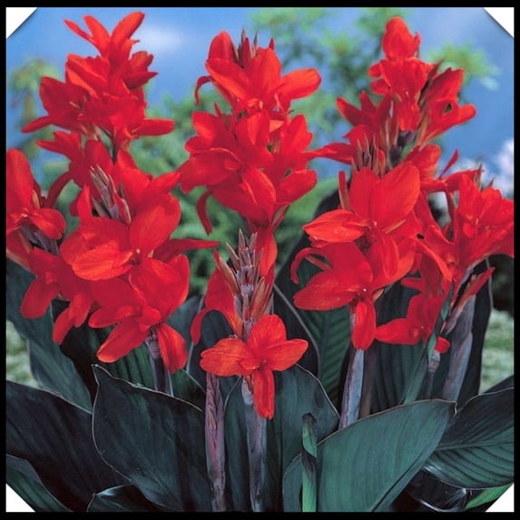 Canna, Low Maintenance - Easy Grow - Ideal for Beds Borders, Plant Pots & Planters