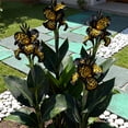 thumbnail image 1 of Canna, Low Maintenance - Easy Grow - Ideal for Beds Borders, Plant Pots & Planters, 1 of 4