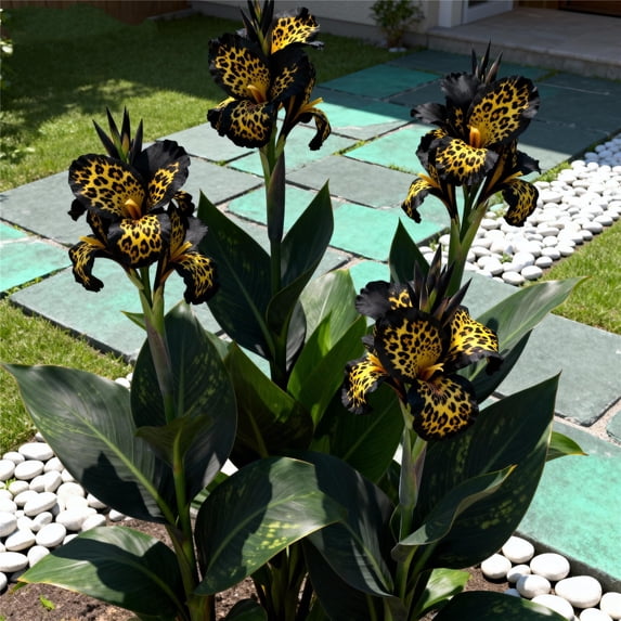 Canna, Low Maintenance - Easy Grow - Ideal for Beds Borders, Plant Pots & Planters